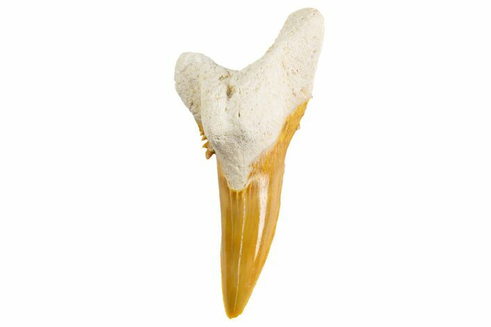 Bone Valley Shark Tooth (Hemipristis) - Lower Tooth #299466